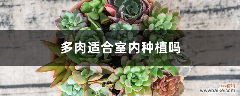 多肉适合室内种植吗