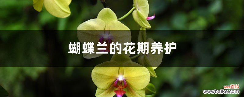 蝴蝶兰的花期养护
