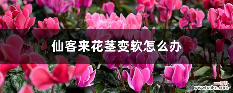 仙客来花茎变软怎么办