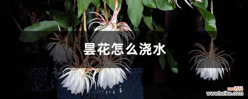 昙花怎么浇水？