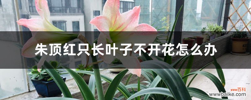 朱顶红只长叶子不开花怎么办