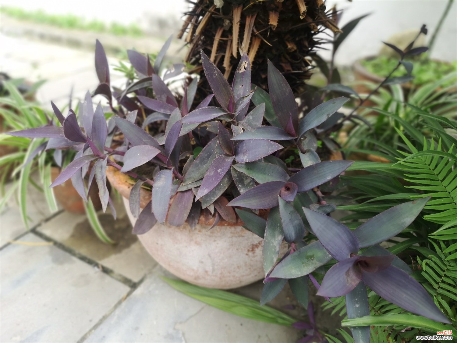 盆栽紫竹梅怎么养