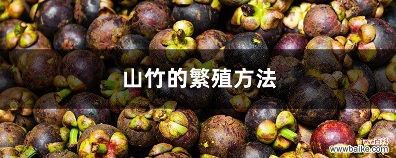 山竹的繁殖方法