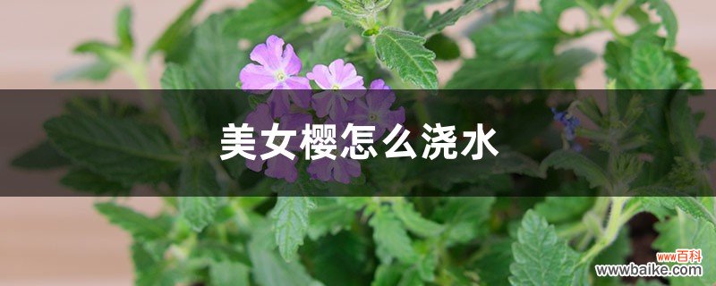 美女樱怎么浇水