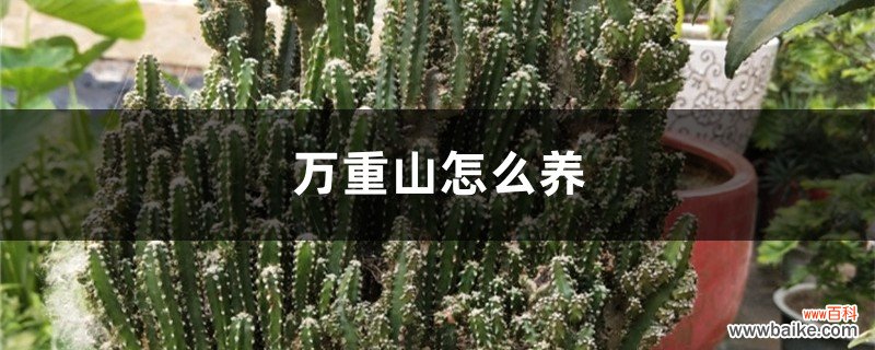 万重山怎么养