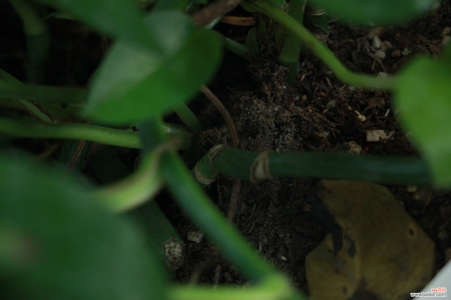绿萝吊兰…竟然有30个品种！而你只见过2种！