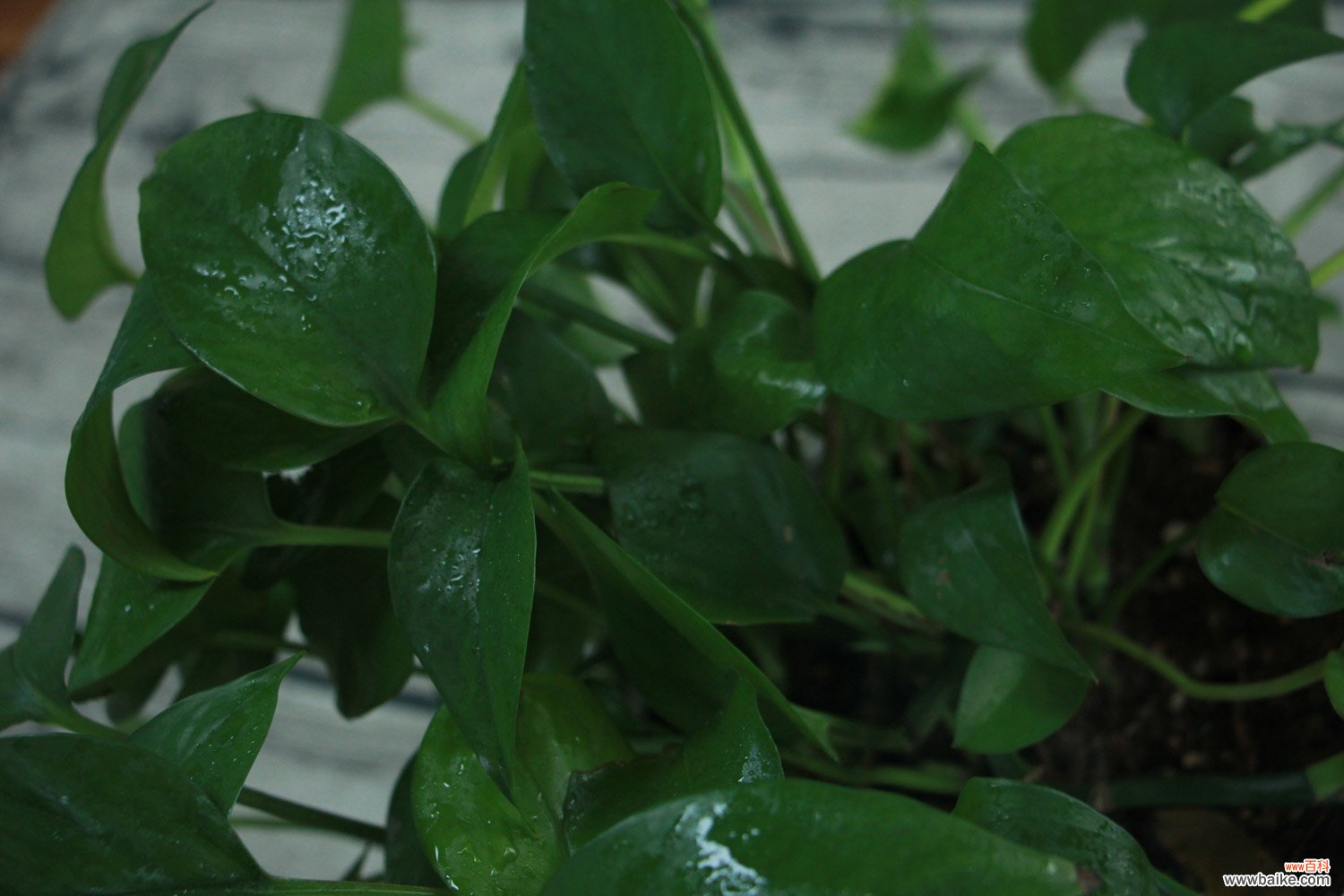 绿萝吊兰…竟然有30个品种！而你只见过2种！