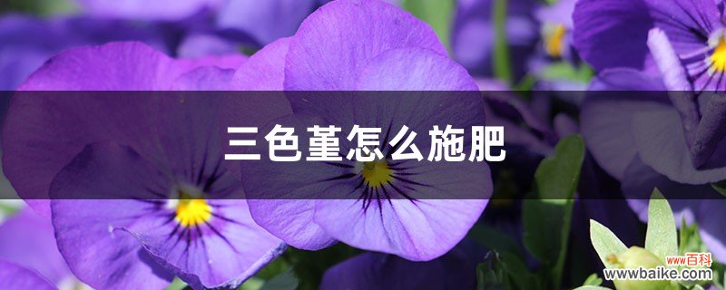 三色堇怎么施肥