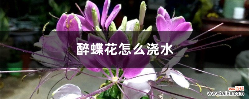 醉蝶花怎么浇水