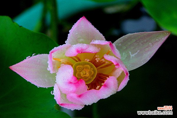 迎宾芙蓉怎么繁殖