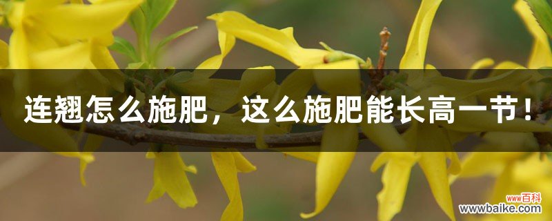 连翘怎么施肥，这么施肥能长高一节！