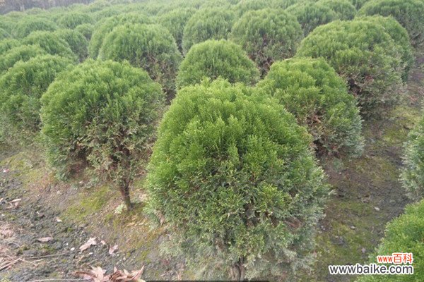 圆柏的繁殖方法