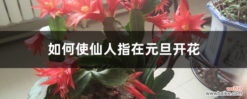 如何使仙人指在元旦开花