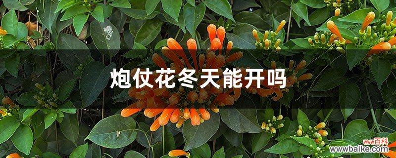 炮仗花冬天能开吗