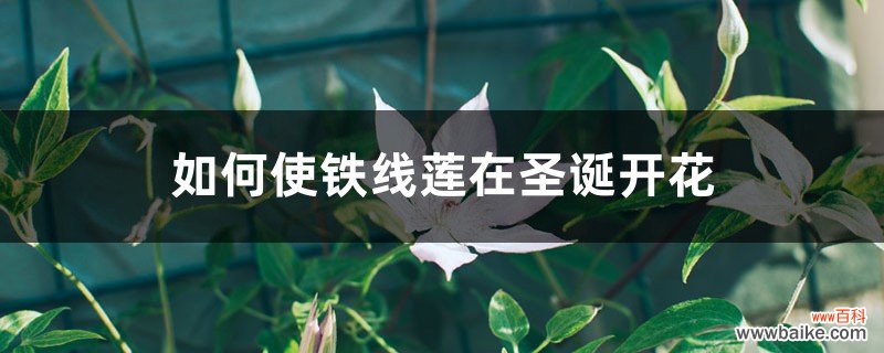 如何使铁线莲在圣诞开花