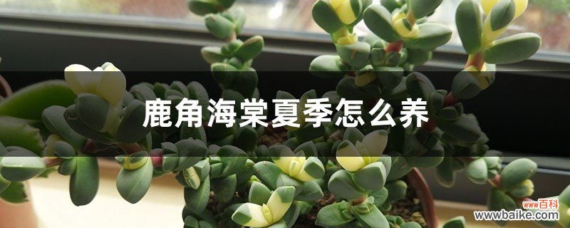 鹿角海棠夏季怎么养