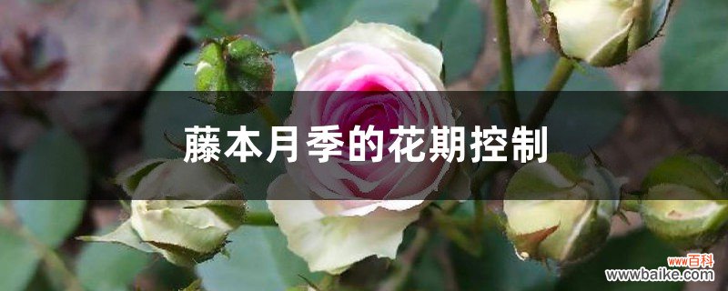 藤本月季的花期控制