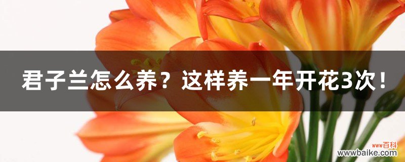 君子兰怎么养？这样养一年开花3次！