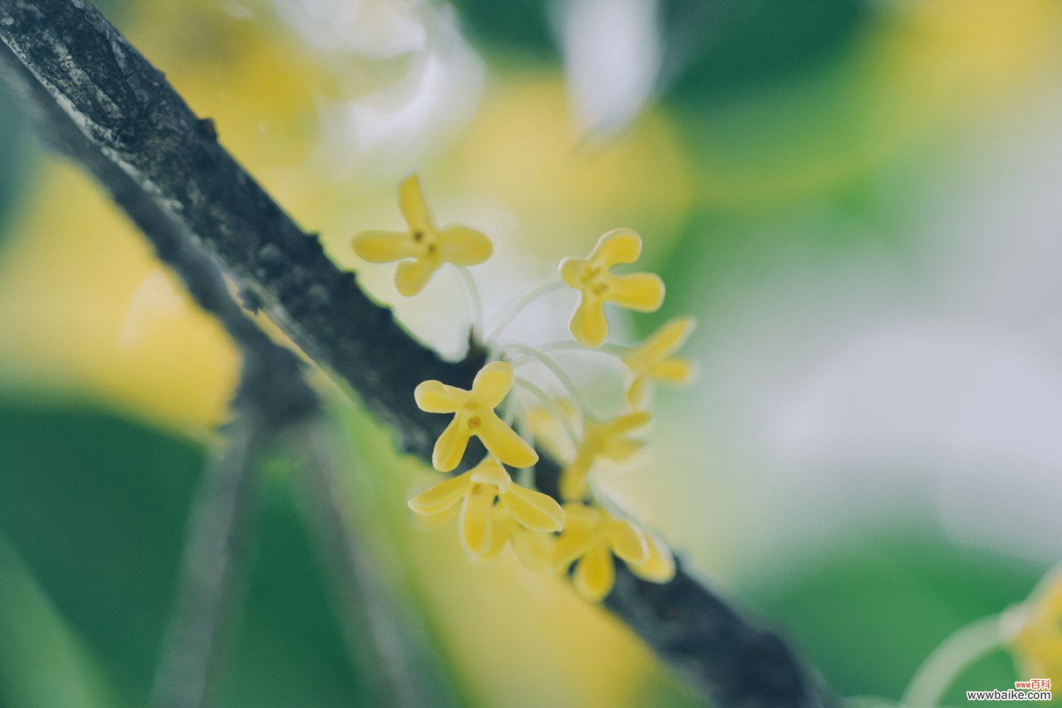 桂花怎么养？这么养十里八乡都能闻见！