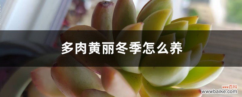 多肉黄丽冬季怎么养