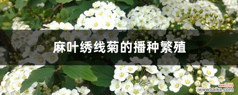 麻叶绣线菊的播种繁殖