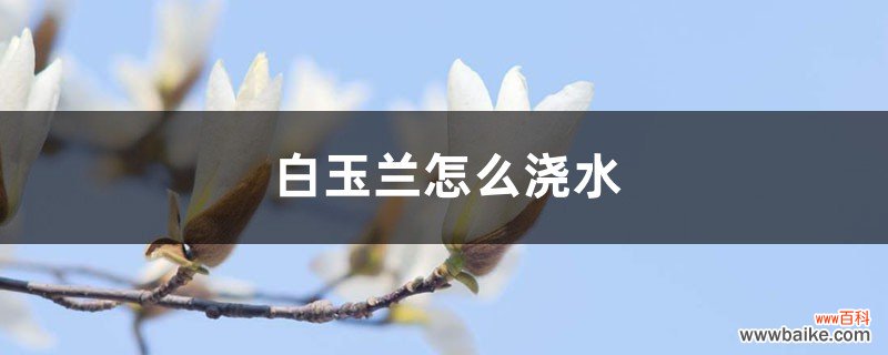 白玉兰怎么浇水