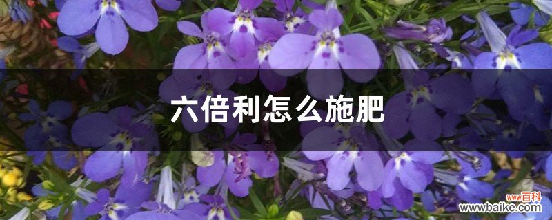 六倍利怎么施肥