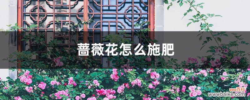 蔷薇花怎么施肥