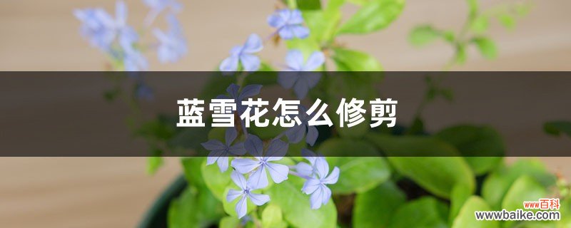 蓝雪花怎么修剪