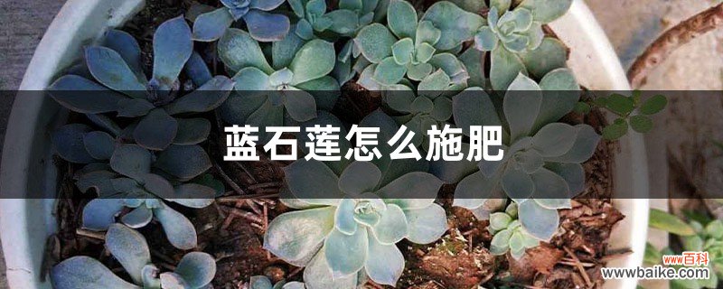 蓝石莲怎么施肥