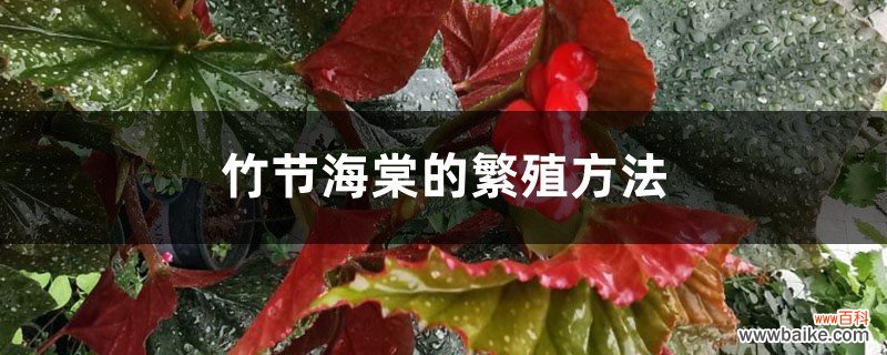 竹节海棠的繁殖方法