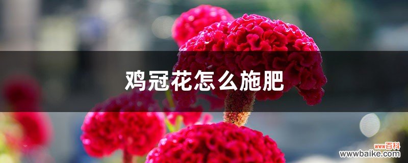 鸡冠花怎么施肥