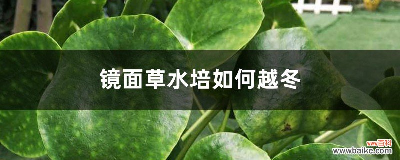 镜面草水培如何越冬