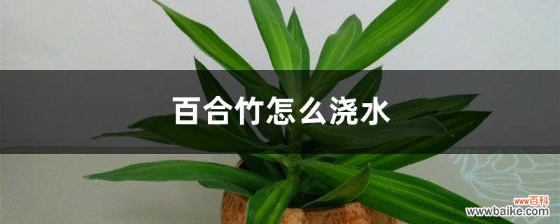 百合竹怎么浇水