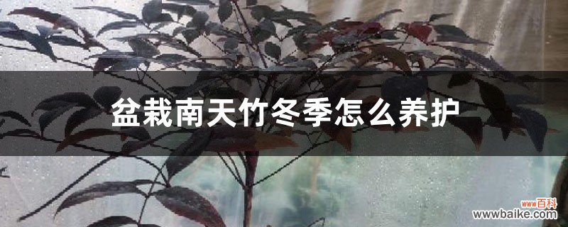 盆栽南天竹冬季怎么养护