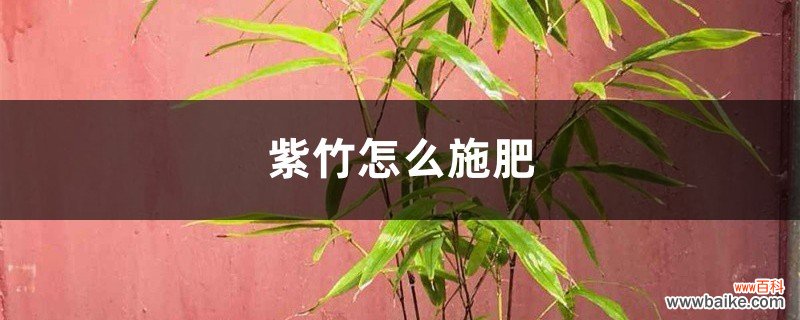 紫竹怎么施肥