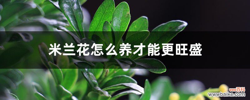 米兰花怎么养才能更旺盛