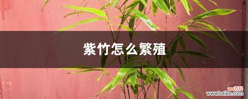 紫竹怎么繁殖