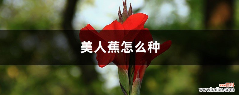 美人蕉怎么种