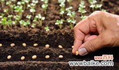白芸豆种植技术与管理 白芸豆种植方法