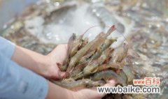 钓鱼虾饵如何制作方法 虾饵制作方法