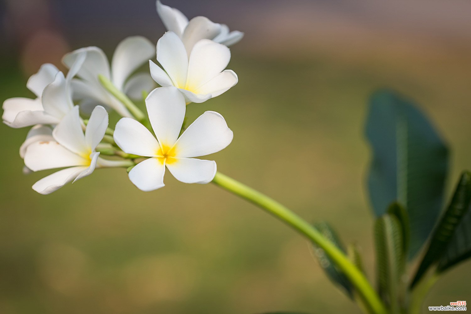 鸡蛋花盆栽怎么养