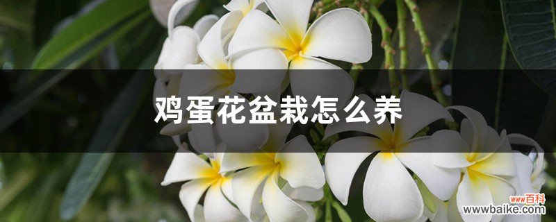 鸡蛋花盆栽怎么养