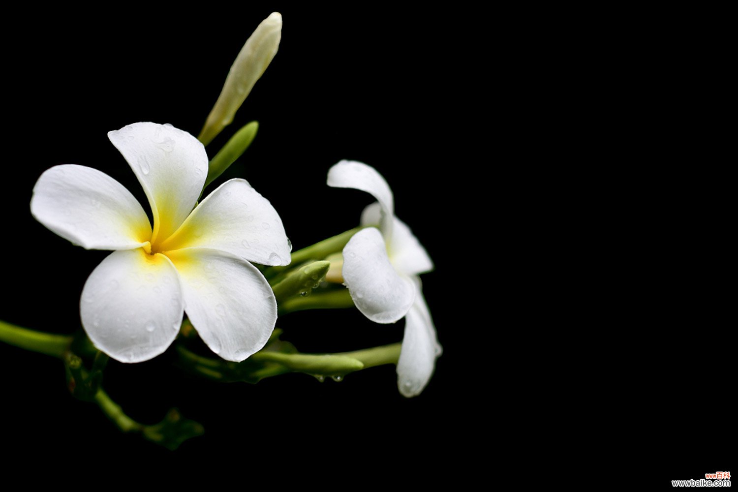 鸡蛋花怎么施肥