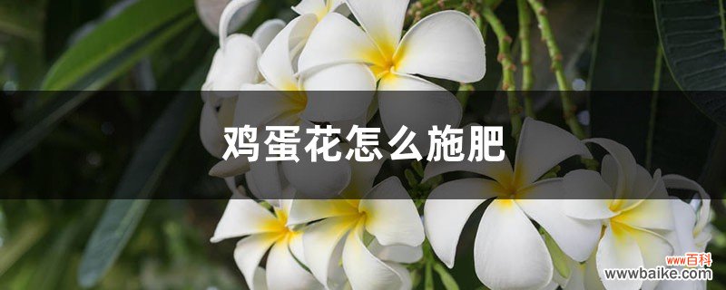 鸡蛋花怎么施肥