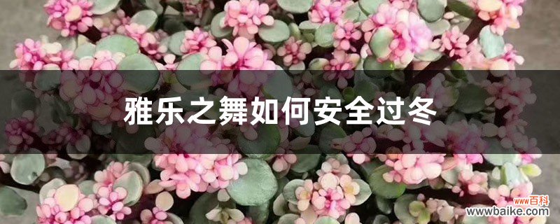 雅乐之舞如何安全过冬