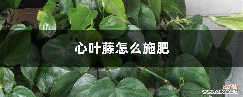 心叶藤怎么施肥