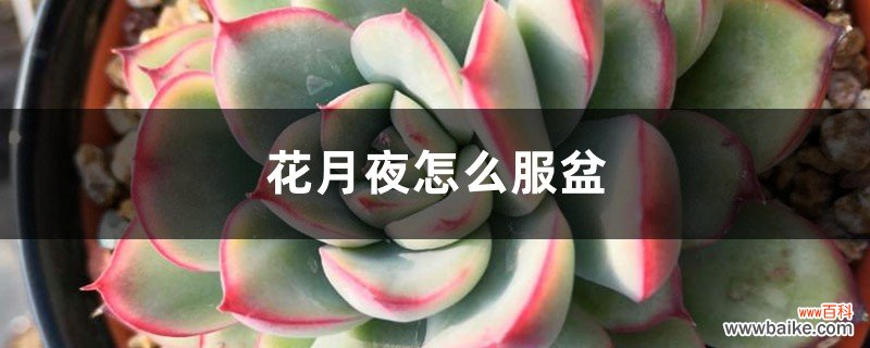 花月夜怎么服盆