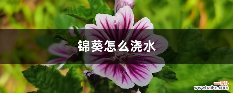 锦葵怎么浇水