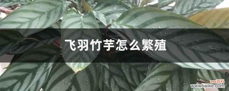 飞羽竹芋怎么繁殖